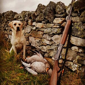 Bird Hunting With Labrador