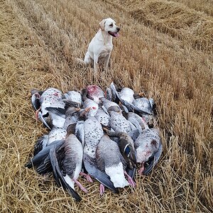 Bird Hunting With Labrador