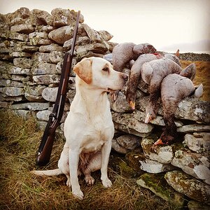 Bird Hunting With Labrador