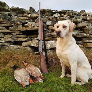 Bird Hunting With Labrador