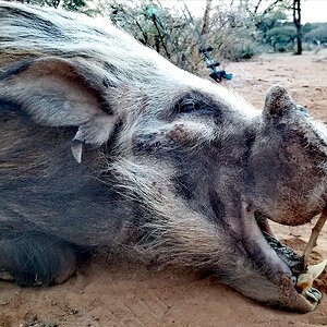 Bushpig Bow Hunting