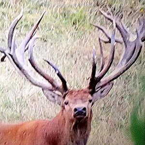 New Zealand Red Stag