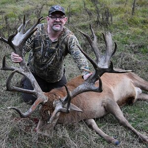 New Zealand Red Stag