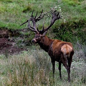 Reed Deer