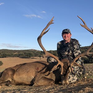 Red Deer (Iberian) Spain