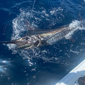 Marlin Fishing