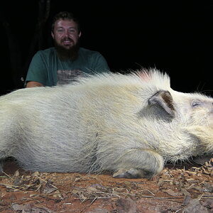 Bushpig Hunt South Africa