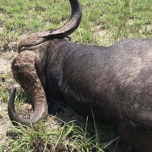 Buffalo Hunt Zambia