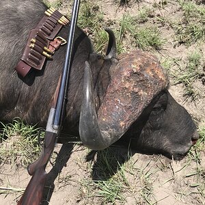 Buffalo Hunt Zambia