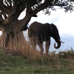 Wildlife Zambia