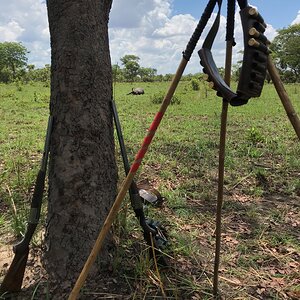 Buffalo Hunt With Shooting Stick