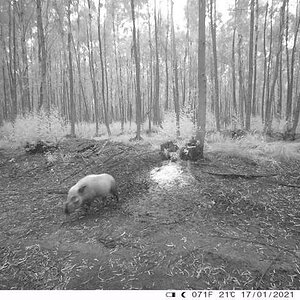 Bushpig Daylight Camera