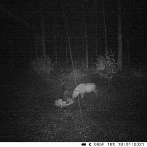 Bushpig Night Camera