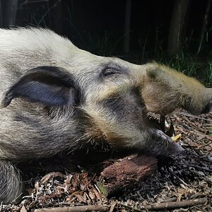 White Bushpig Hunting Kwazulu Natal South Africa