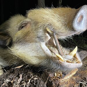 White Bushpig Hunting Kwazulu Natal South Africa