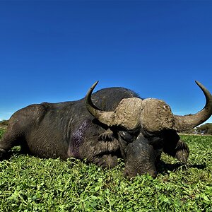 Buffalo Hunt South Africa