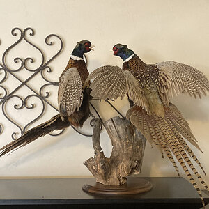 Fighting Pheasants Taxidermy