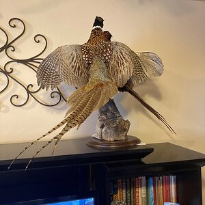 Fighting Pheasants Taxidermy