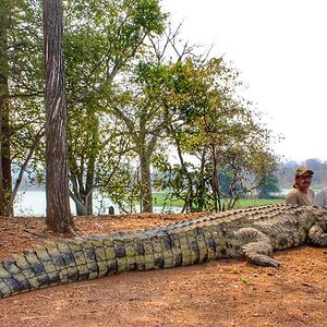 Crocodile Hunt Mozambique With Kwalata Safaris