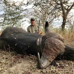 Buffalo Hunt Mozambique With Kwalata Safaris