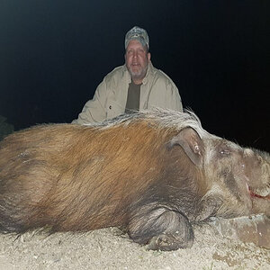 Hunting Bushpig South Africa