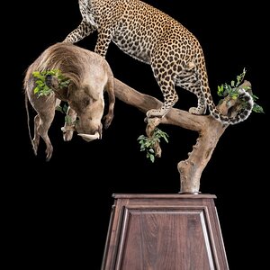 Leopard Combination on a pedestal