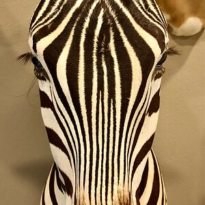 Zebra Pedestal Mount Taxidermy