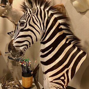 Zebra Pedestal Mount Taxidermy