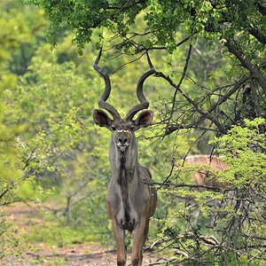 Kudu Wildlife North West Province South Africa