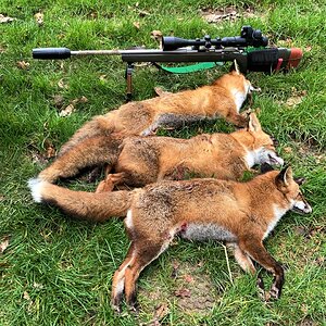 Fox Hunting