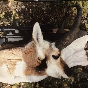 Pronghorn Antelope Hunting