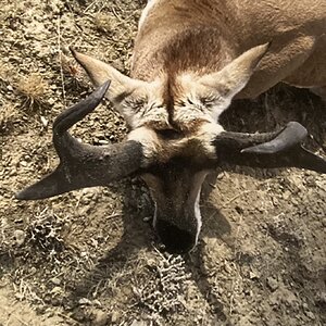 Pronghorn Antelope Hunting