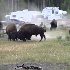 Combat Bison camping Yellowstone Aout 2010