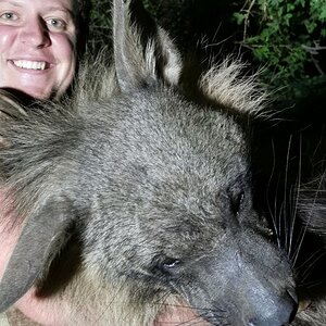 Brown Hyena Hunt - The Werewolf Of Africa