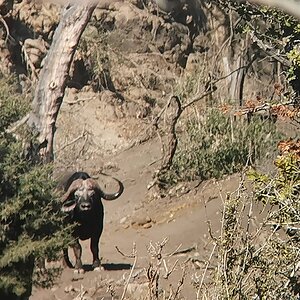 Cape Buffalo Eastern Cape South Africa