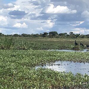 Zambia Nature