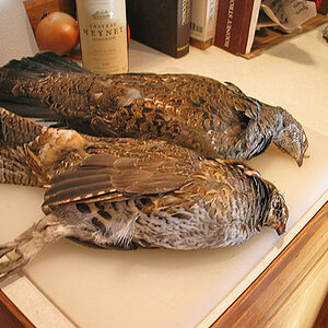 Ruffed Grouse Hunting