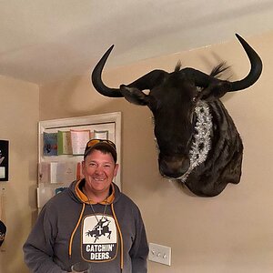 Black Windebeest Shoulder Mount Taxidermy