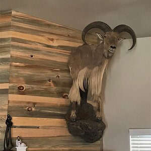 Aoudad Half Mount Taxidermy