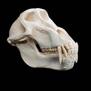 Baboon Skull Cleaned