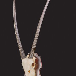 Gemsbok Skull Shield Taxidermy Mount