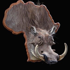 Warthog 3D Taxidermy Mount