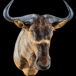 Wildebeest Blue Shoulder Taxidermy Mount