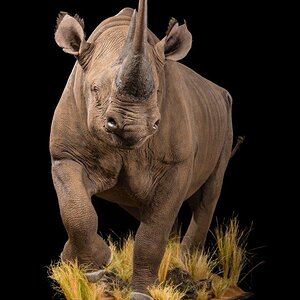 Black Rhino Full Taxidermy Mount