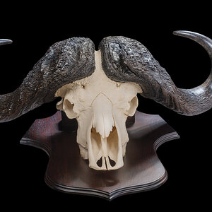 Buffalo Skull Shield Mount