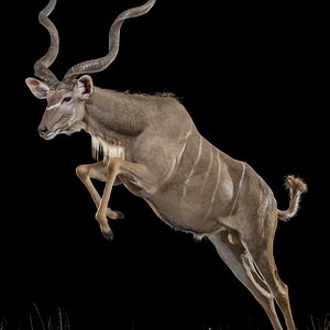 Kudu Full Mount Taxidermy