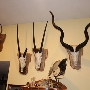 European Skull Mounts