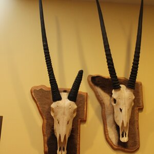 Gemsbuck European Skull Mounts