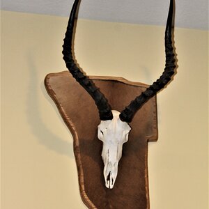 Impala European Skull Mounts