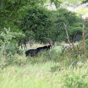 Sable Wildlife South Africa